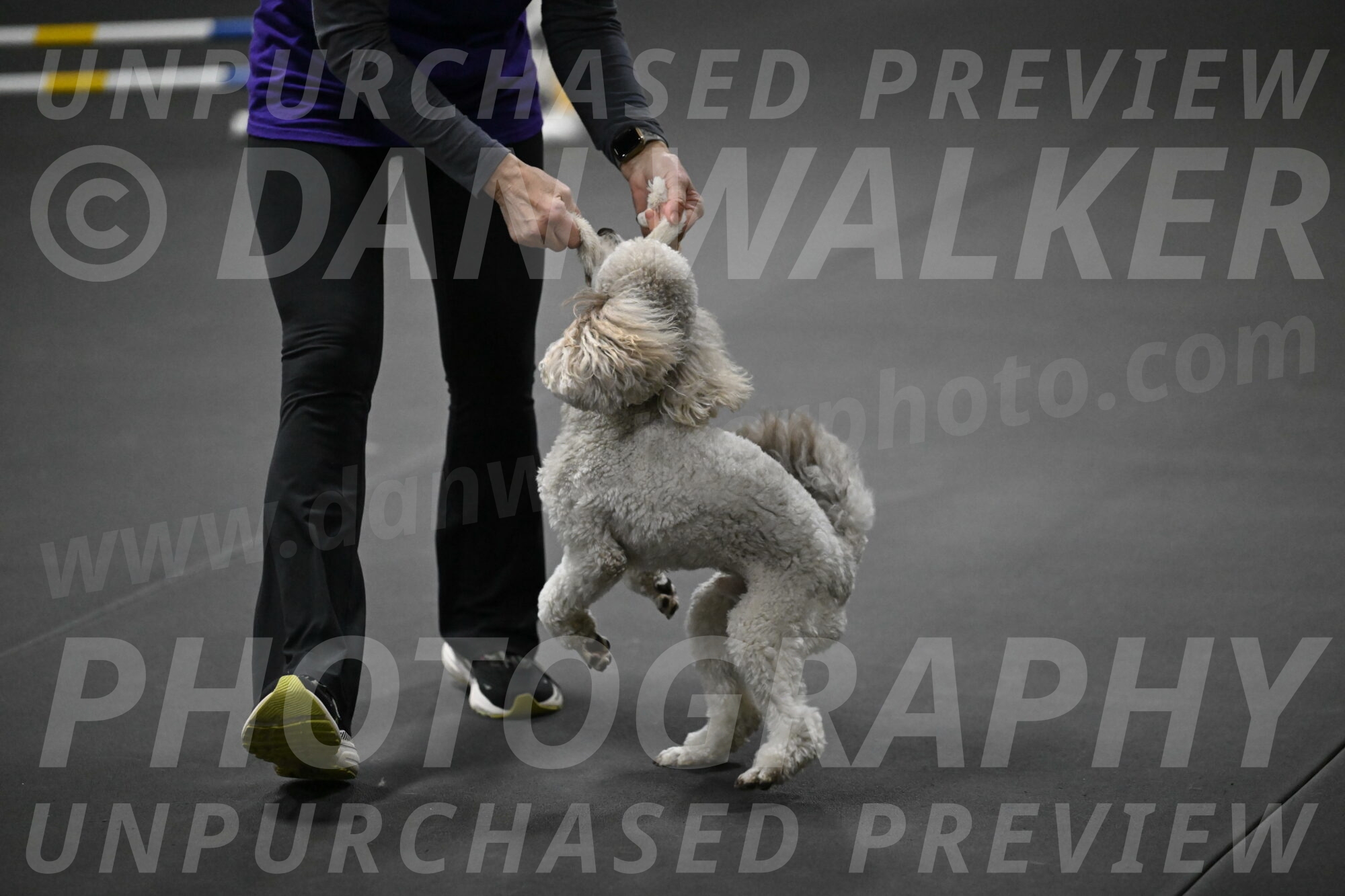 Papango-Bieber-12199