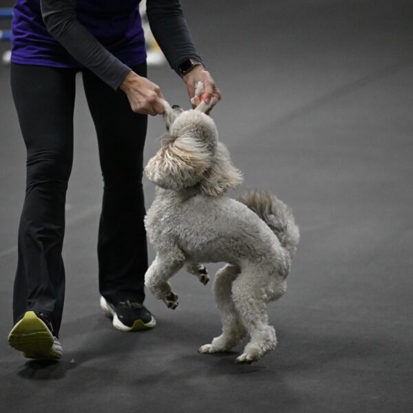 Papango-Bieber-12199