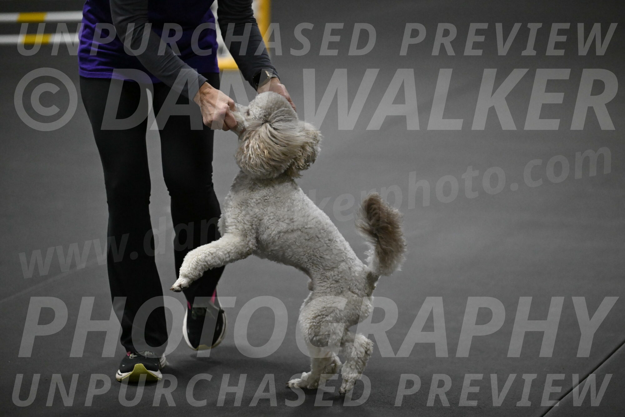 Papango-Bieber-12202