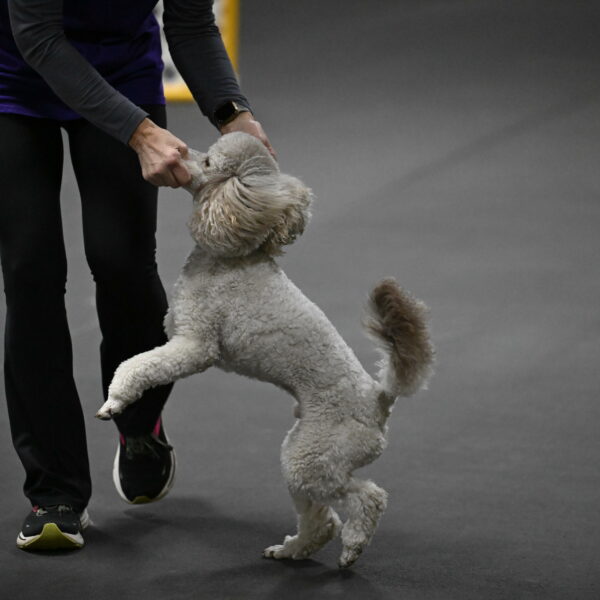 Papango-Bieber-12202