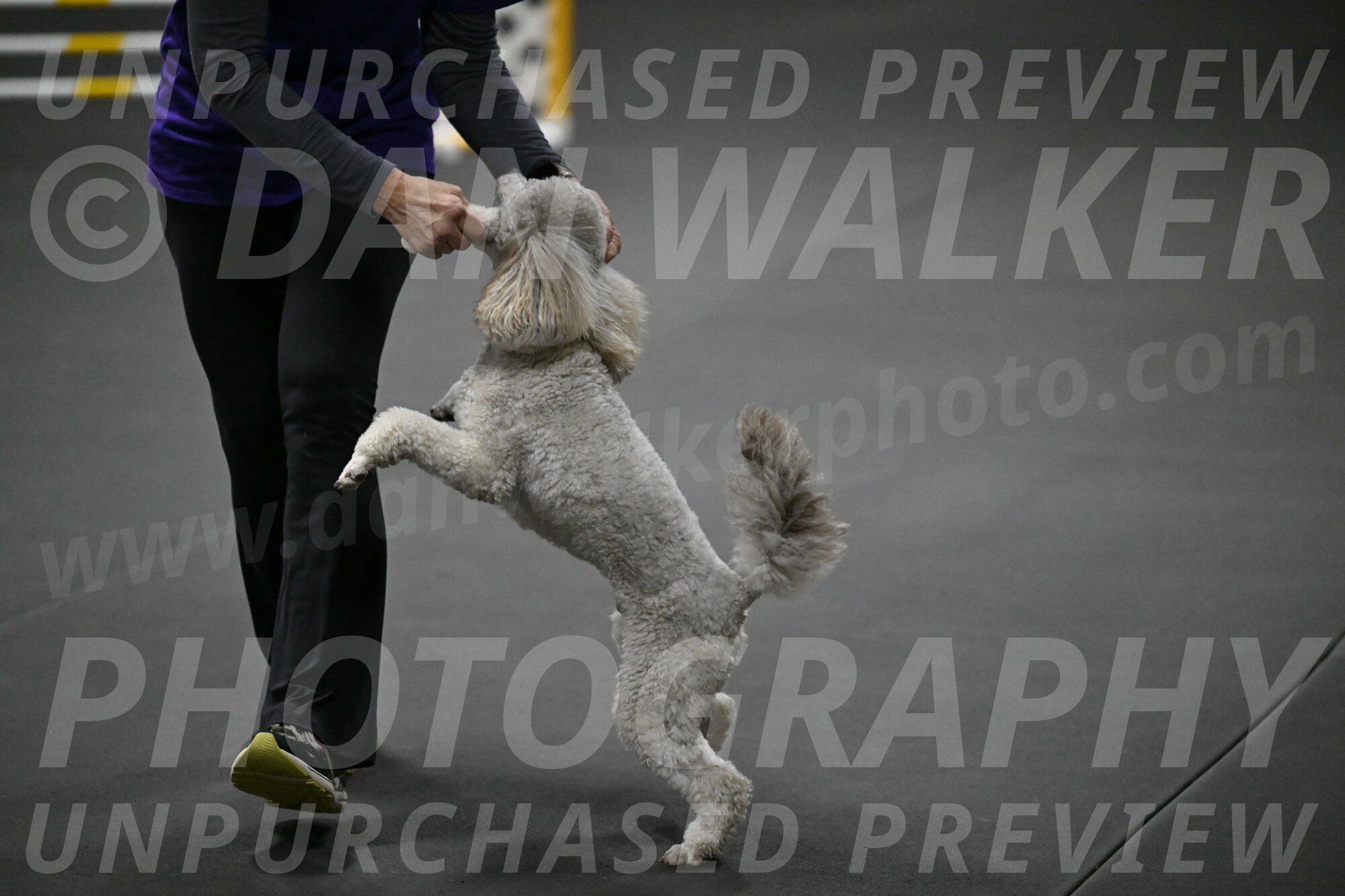 Papango-Bieber-12204