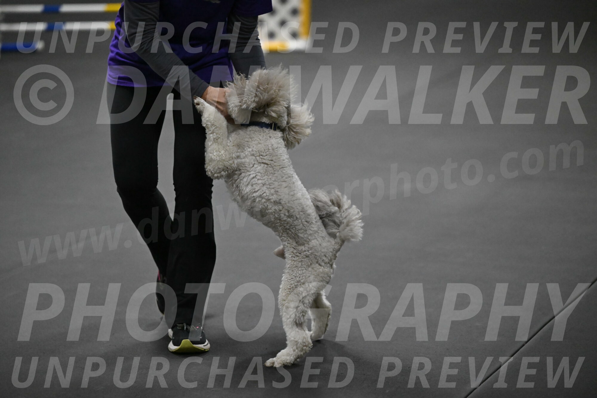 Papango-Bieber-12207