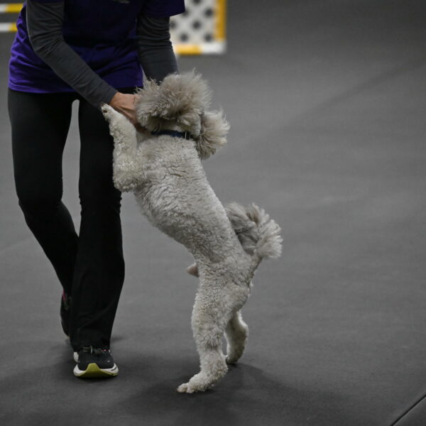 Papango-Bieber-12207