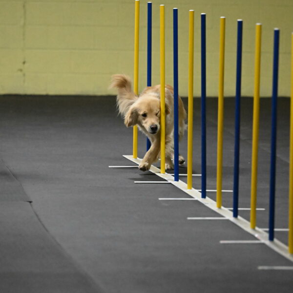 Perry-Likevich-04848