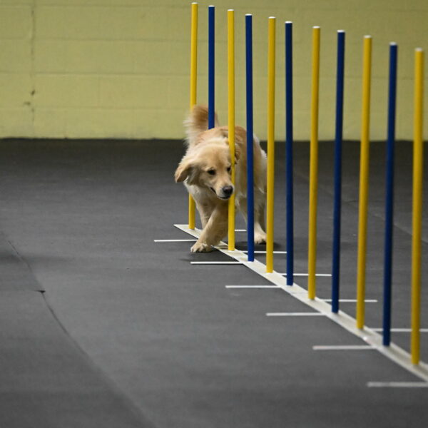 Perry-Likevich-04849