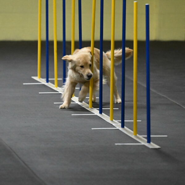 Perry-Likevich-04865