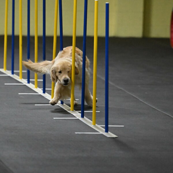 Perry-Likevich-04871