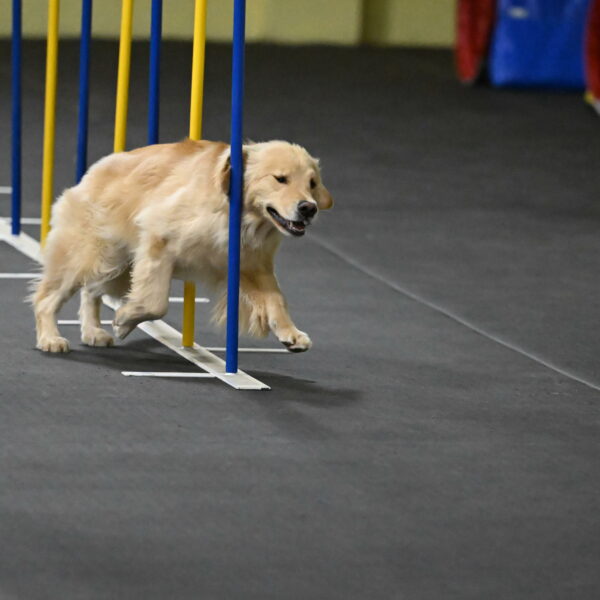 Perry-Likevich-04881