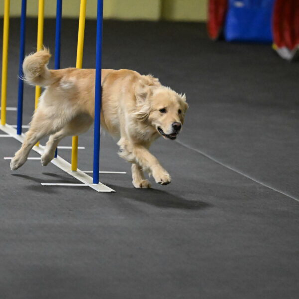 Perry-Likevich-04882