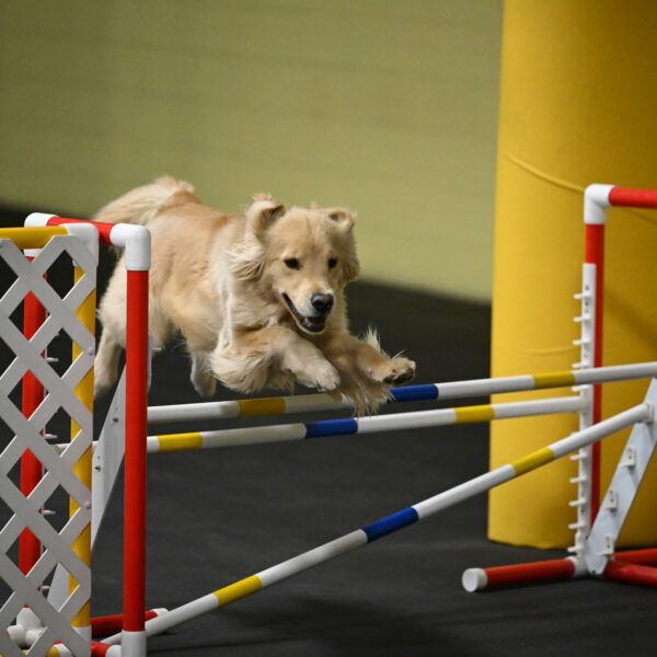 Perry-Likevich-04889