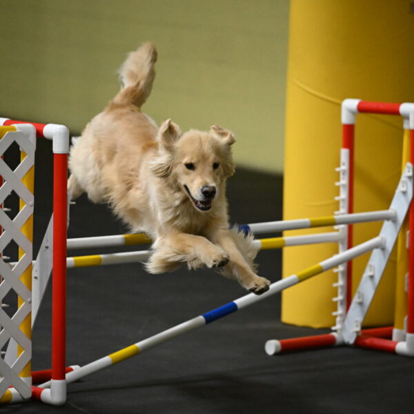 Perry-Likevich-04890