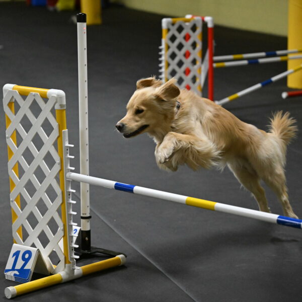 Perry-Likevich-04899