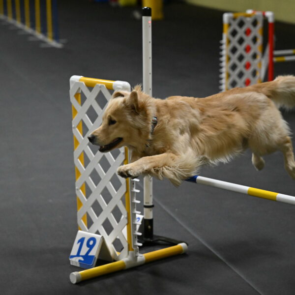 Perry-Likevich-04901