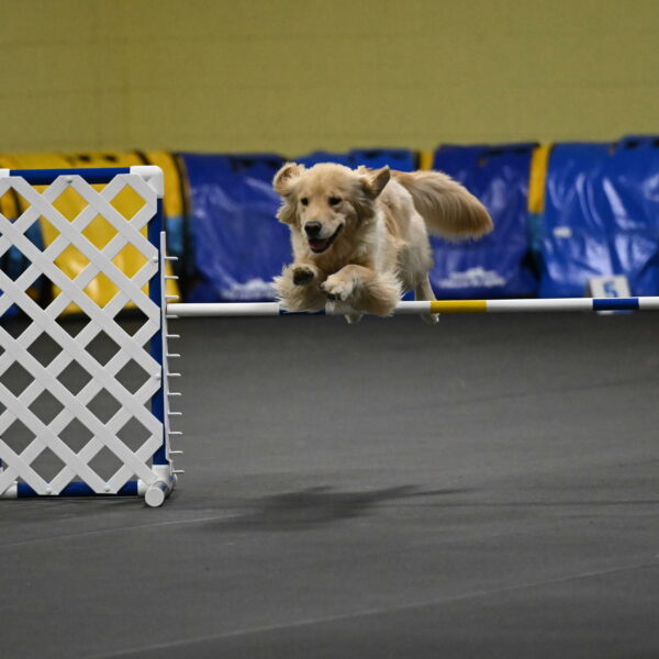 Perry-Likevich-04910