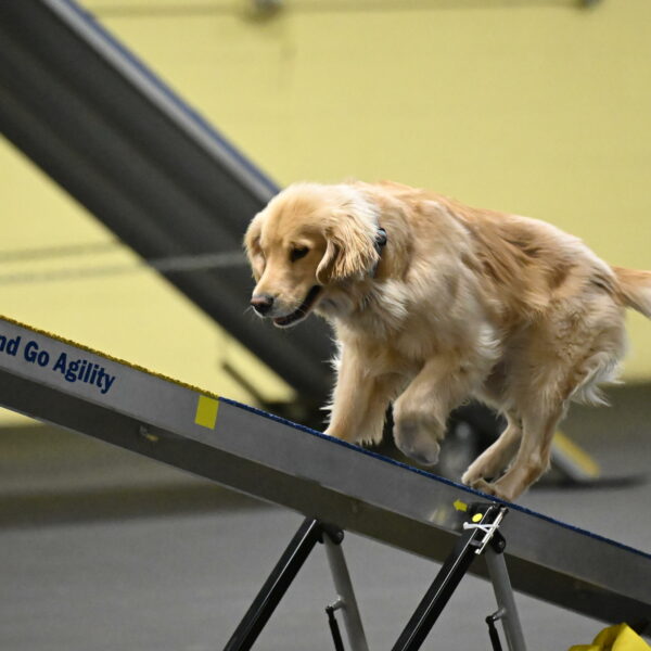 Perry-Likevich-04913