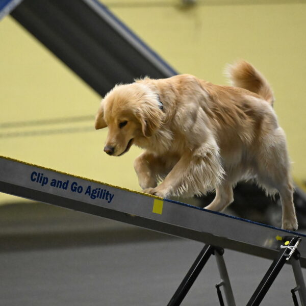 Perry-Likevich-04916