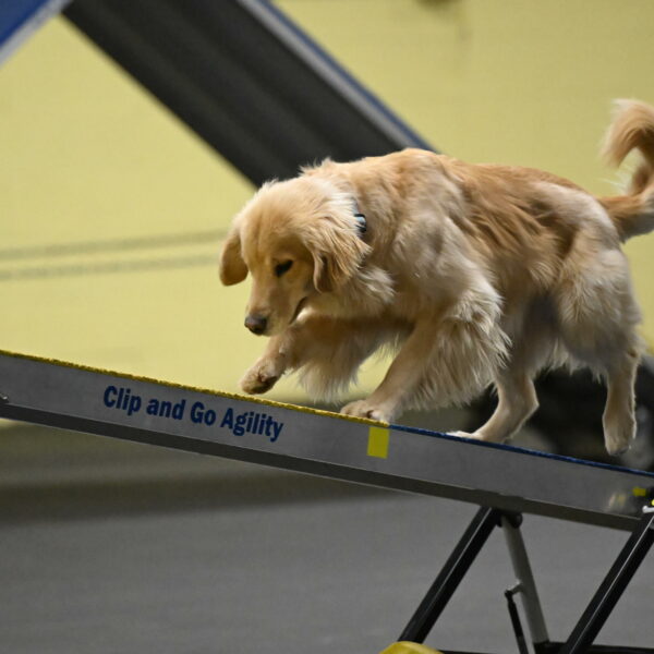 Perry-Likevich-04917