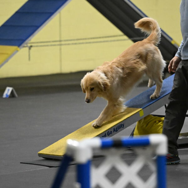 Perry-Likevich-04921