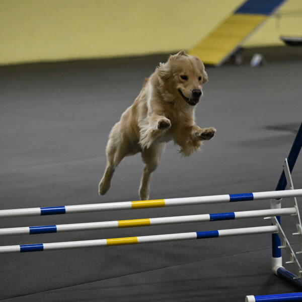 Perry-Likevich-04929