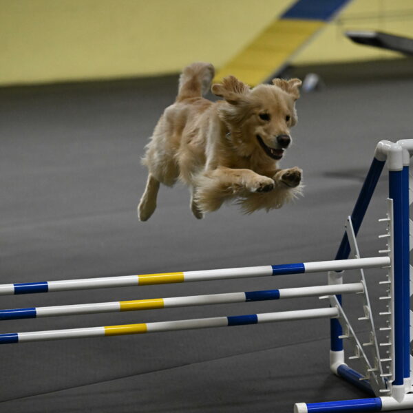 Perry-Likevich-04931