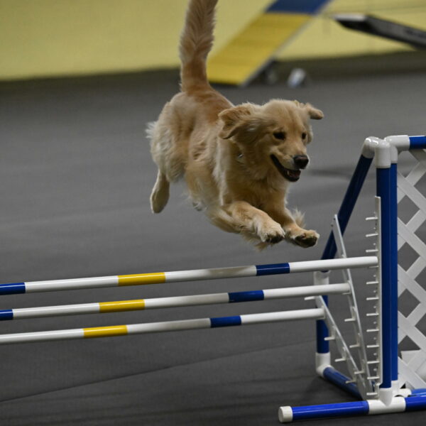 Perry-Likevich-04932