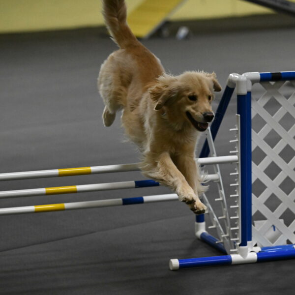 Perry-Likevich-04933