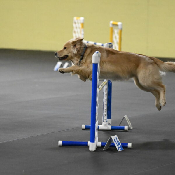 Perry-Likevich-04934