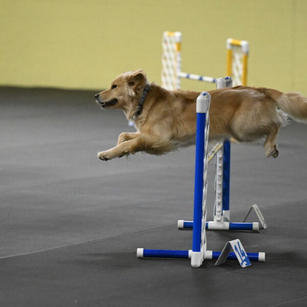 Perry-Likevich-04935