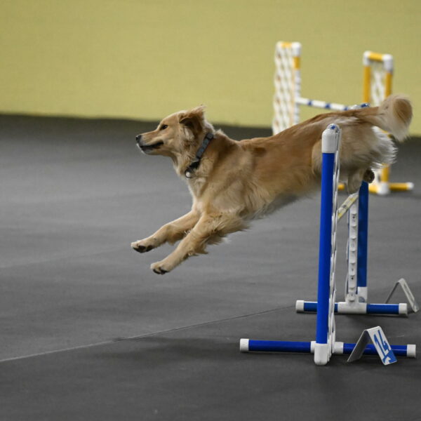 Perry-Likevich-04936