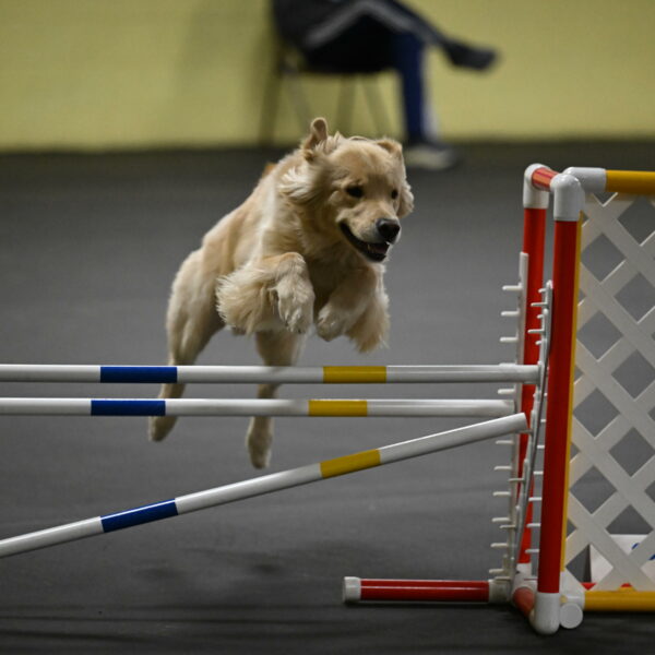 Perry-Likevich-04943