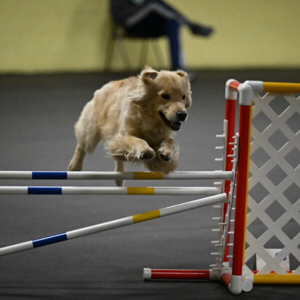 Perry-Likevich-04944