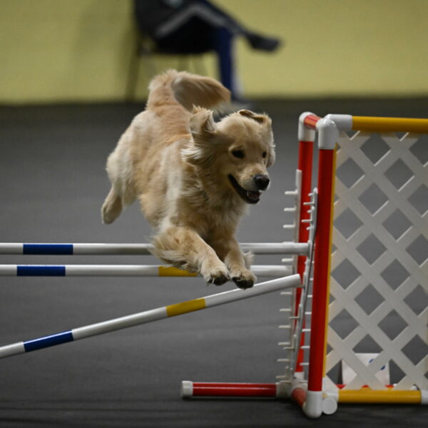 Perry-Likevich-04945