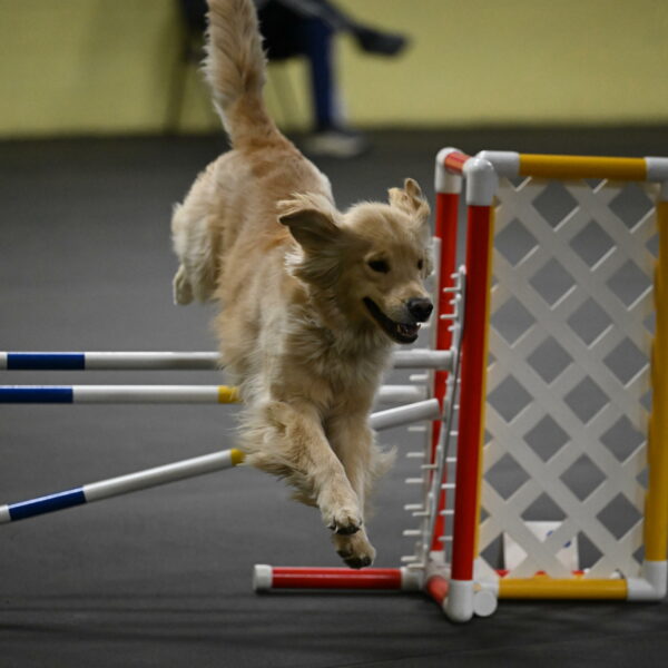 Perry-Likevich-04946