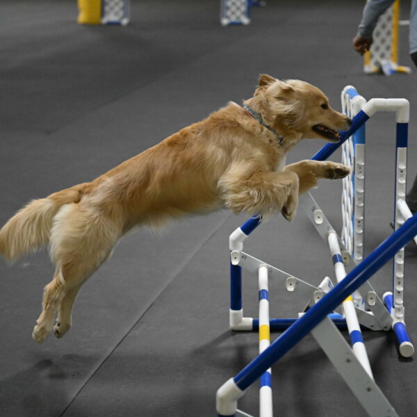 Perry-Likevich-04954