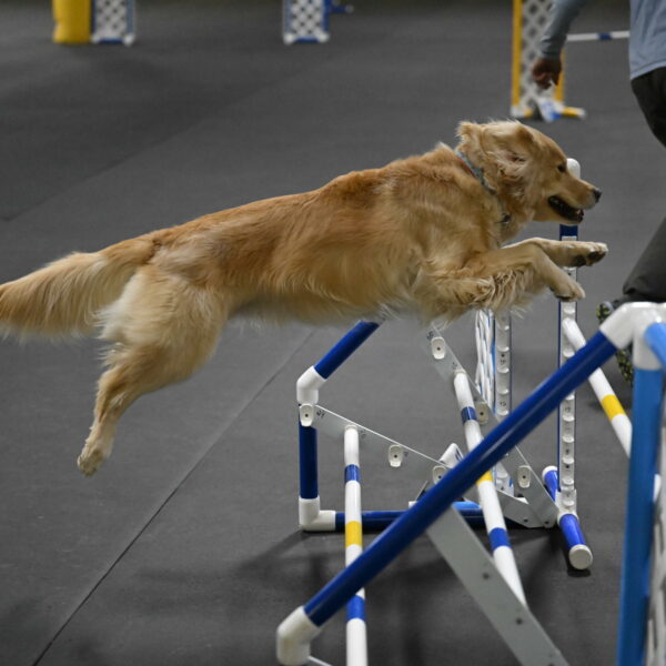 Perry-Likevich-04955