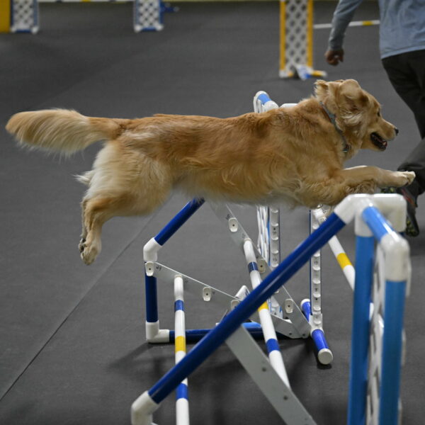 Perry-Likevich-04956