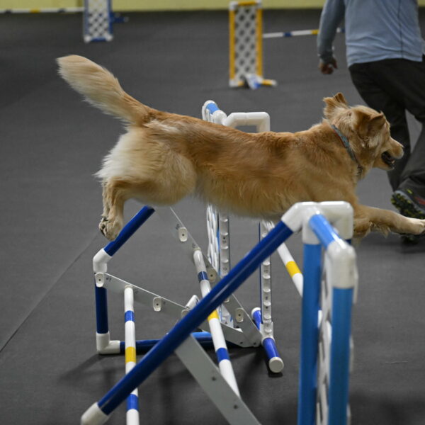 Perry-Likevich-04957