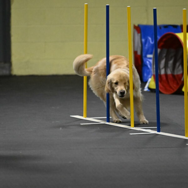 Perry-Likevich-04964