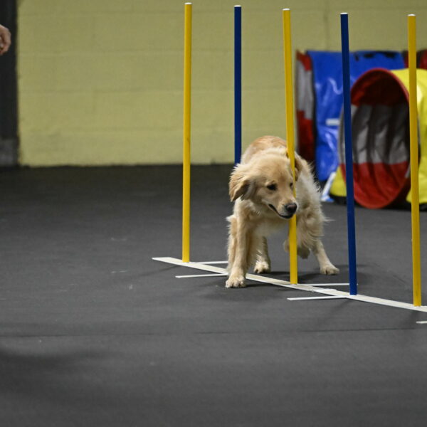 Perry-Likevich-04965