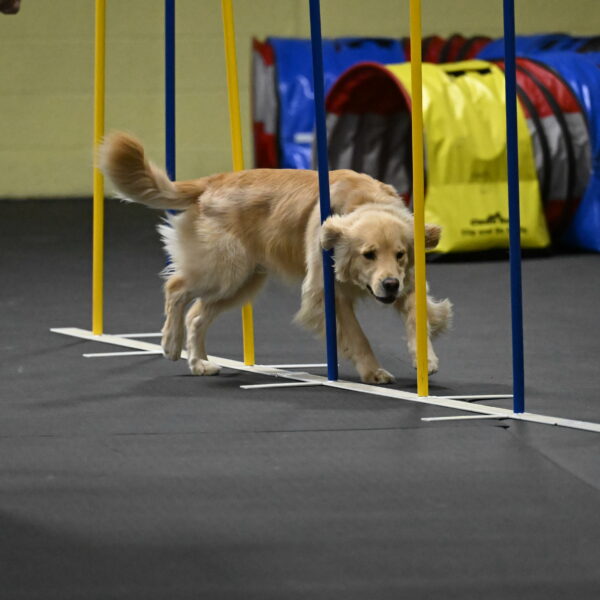 Perry-Likevich-04971