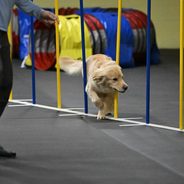 Perry-Likevich-04984