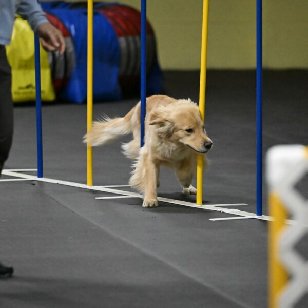 Perry-Likevich-04992