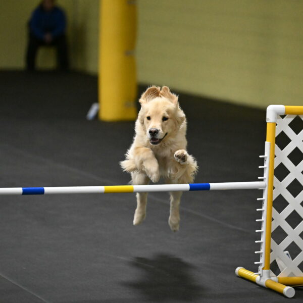 Perry-Likevich-04997