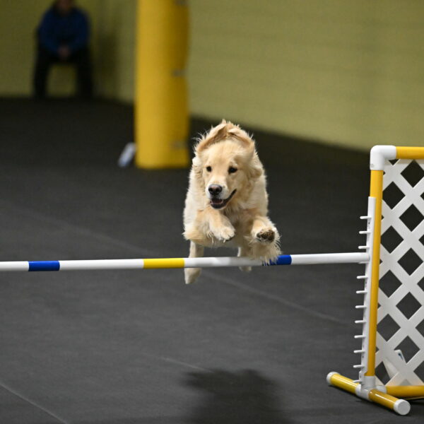 Perry-Likevich-04998