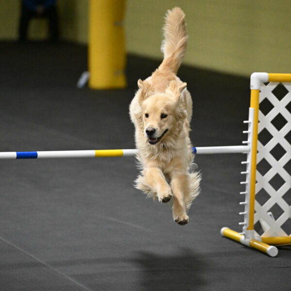 Perry-Likevich-05000