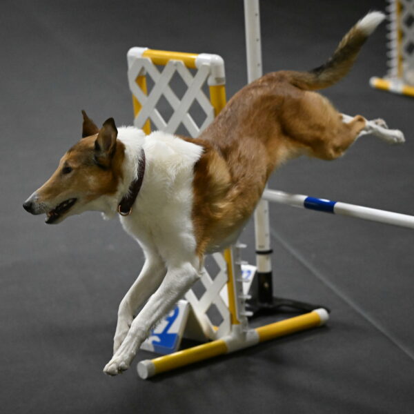 Ramble-Crawford-04184