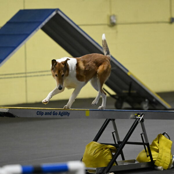 Ramble-Crawford-04199