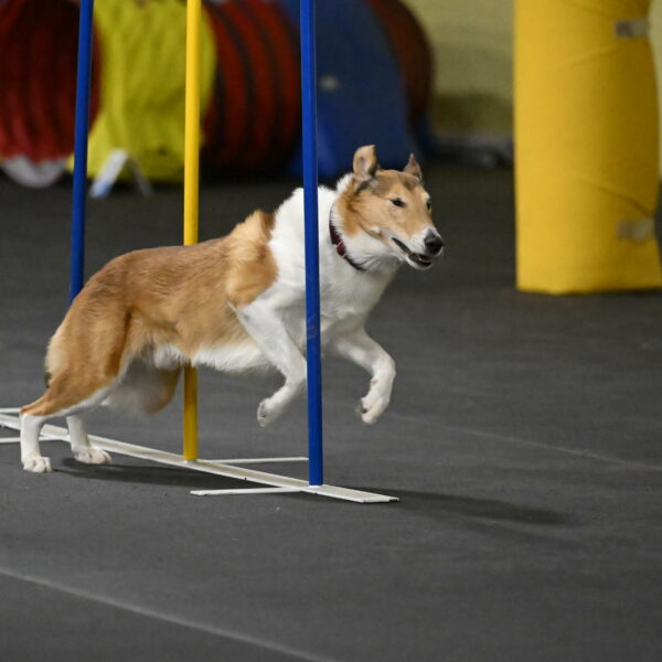 Ramble-Crawford-04256