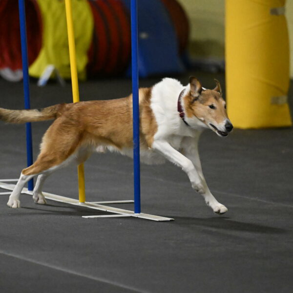 Ramble-Crawford-04257