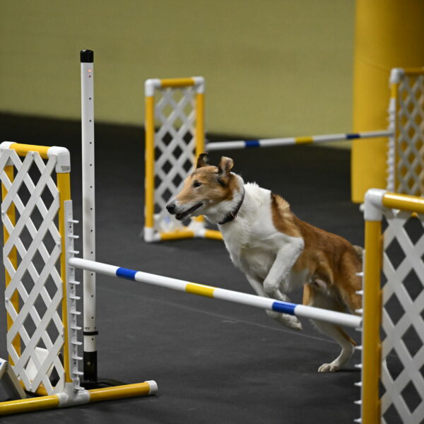 Ramble-Crawford-04263